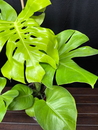 Monstera Lemon Lime Big