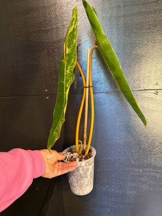 Philodendron Variegated Billie 2 Huge Leaves