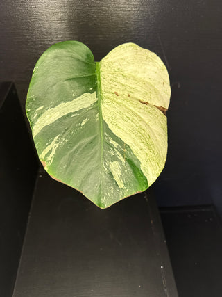 Monstera Mint - Single Leaf