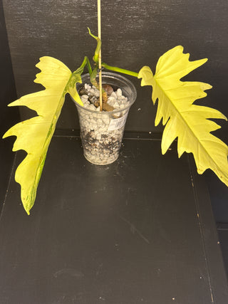 Philodendron Florida Beauty x Tortum AN35 4" Pot - 2 Leaves