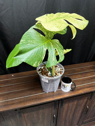 Monstera White Monster