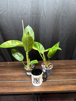 Philodendron Green Congo Nuclear - Large