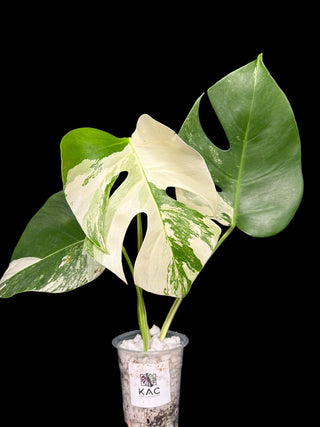 Monstera Albo Marble - 3 Leaves