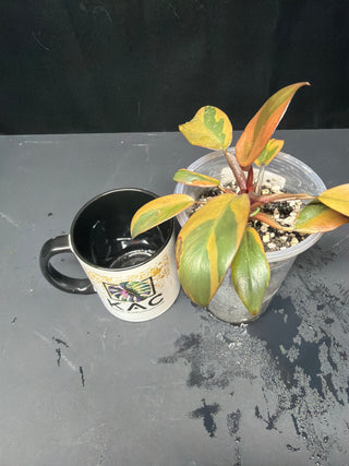 Philodendron Black Cardinal Variegated 4" Pot