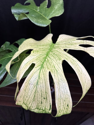 Monstera White Monster