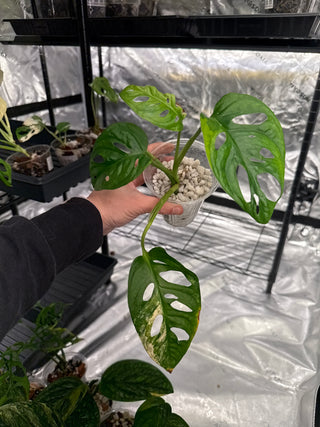 Monstera Adansonii Aurea Japan- 4 Leaves