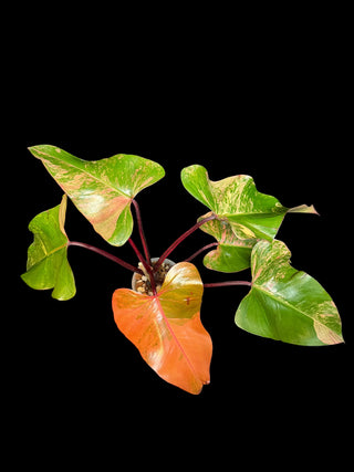 Philodendron Strawberry Shake - 4-5 Leaves