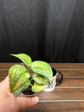 Scindapsus Geulis