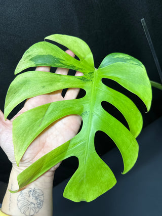 Monstera Lite Lime
