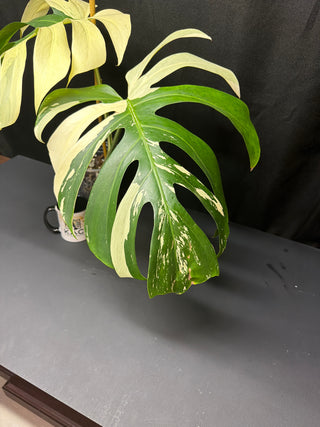 Monstera Mint HUGE - 2 Leaves