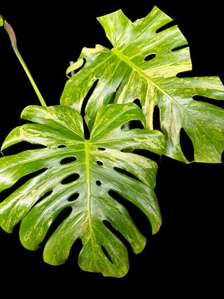 Monstera Ocean Mint