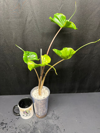 Alocasia Variegated Stingray