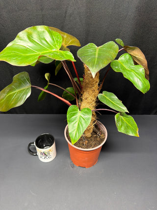 Philodendron Dark Lord 7" Totem