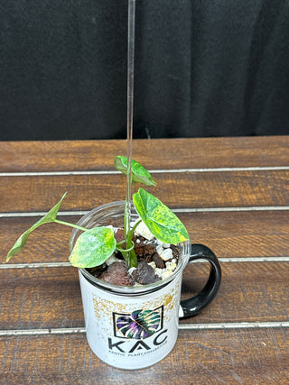 Alocasia Sinuata Aurea