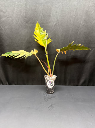 Philo. Caramel Marble