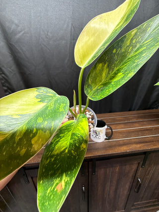 Philodendron Green Congo Nuclear - Large