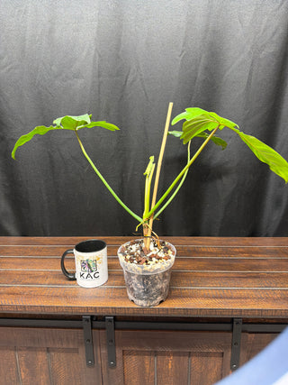 Philodendron florida Beauty x jose buono