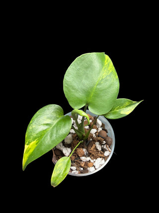 Monstera Large Form Aurea (Yellow Marilyn) - 5" Pot