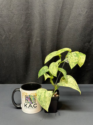 Scindapsus Creme Brulee Totem Larger