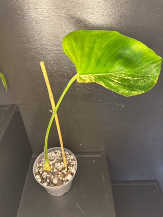 Monstera Pom-Pom 1 Leaf