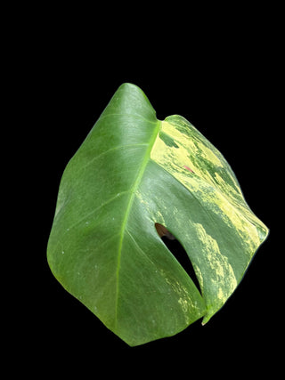 Monstera Aurea Single Leaf
