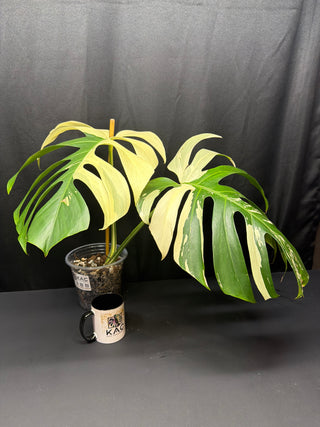 Monstera Mint HUGE - 2 Leaves