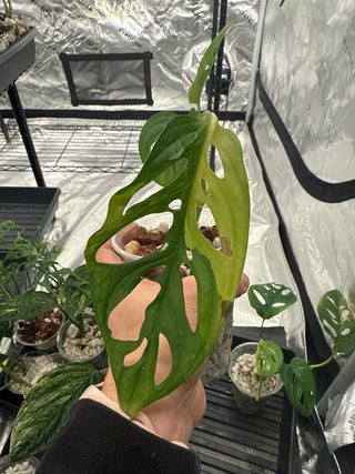 Monstera Adansonii Aurea - 3 Leaves