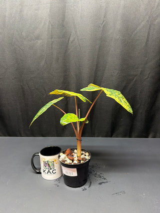 Alocasia Yucatán Princess Aurea