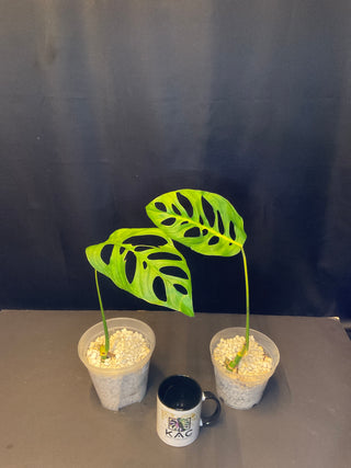 Monstera Esquelleto 4.5" Pot - 1 Leaf