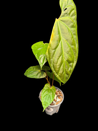 Anthurium Titanium