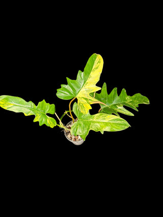 Philodendron Florida Beauty x Mayoi