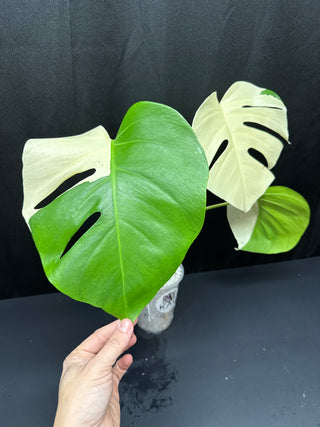 Monstera Albo Sectoral