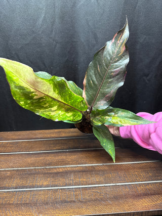 Anthurium Renaissance Tricolor