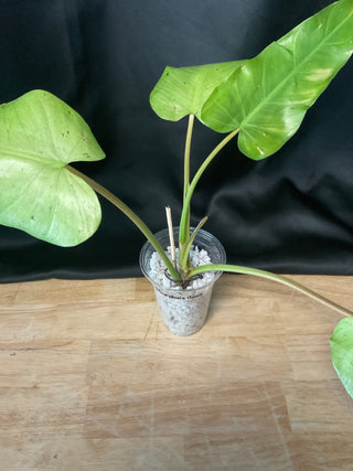 Philodendron Whipple Way 4" Pot - White
