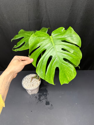 Monstera Sphinx low color
