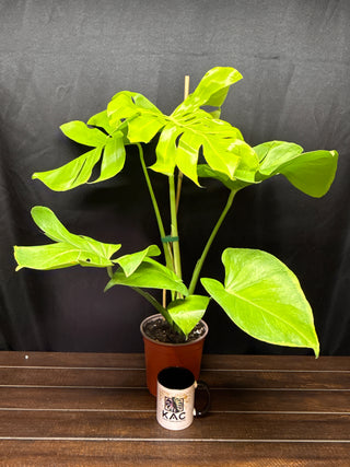 Monstera Lemon Lime Big