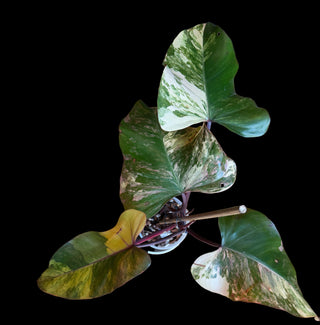 Philodendron Strawberry Shake - 4-5 Leaves