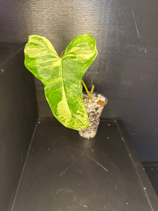 Philodendron 'Jenifer' Florida Beauty x Billie 1 Leaf