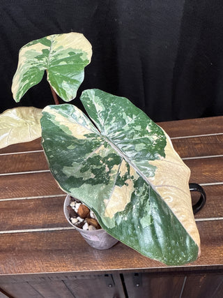Alocasia Pink Serendipity