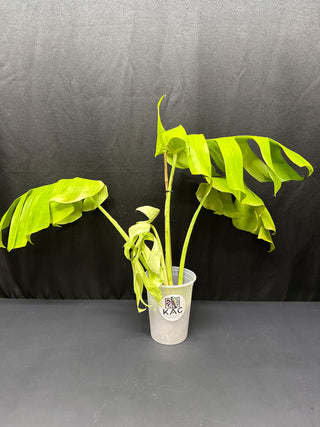 Monstera Lite Lime
