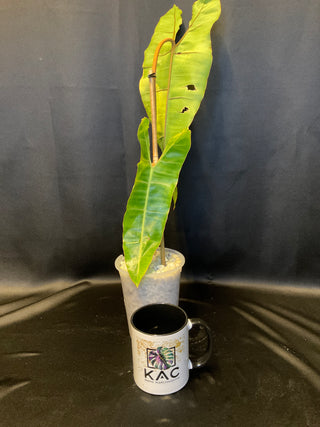 Philodendron Variegated Billie Single Leaf