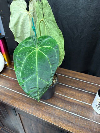 Anthurium Papililaminum Legacy
