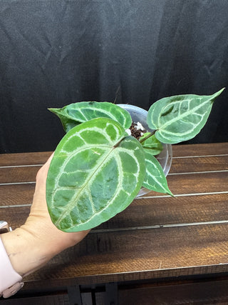 Anthurium Brielle x Zara