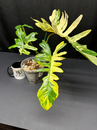 Philodendron Florida Beauty x Mayoi 5" Pot