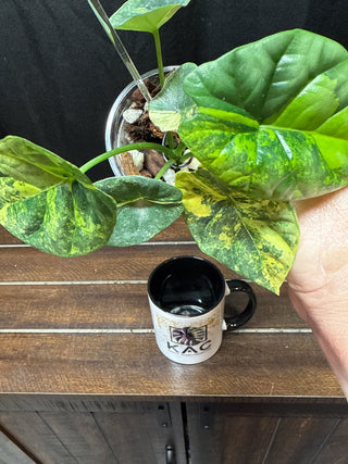 Alocasia Sinuata Aurea