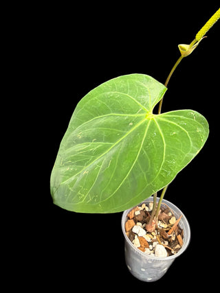 Anthurium Papillilaminum Hybrid