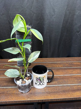 Philodendron Silver Sword Totem