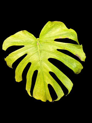 Monstera Octopus aka Jade Goblin - Single Leaf