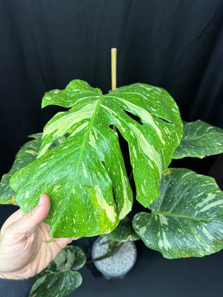 Monstera Thai Constellation Tri Color(ish) Mutation