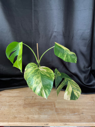 Monstera Aurea AR80 3 Leaves